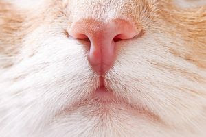 猫が靴下の臭いを嗅いだら変な顔に 猫のフレーメン反応とは 松波動物メディカル通信販売部本店公式ブログ