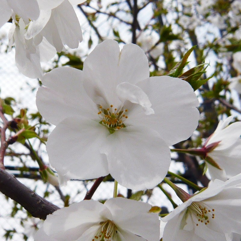 ごみ問題取り組みの日々 サクラの花びら何枚