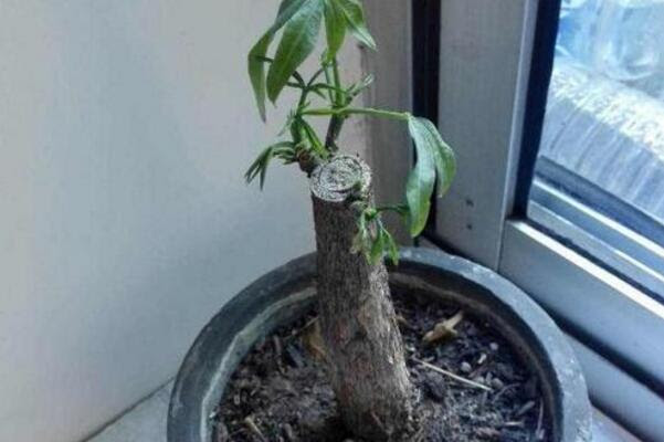 烂根的发财树怎么生根 清除烂根并消毒 发财农业网