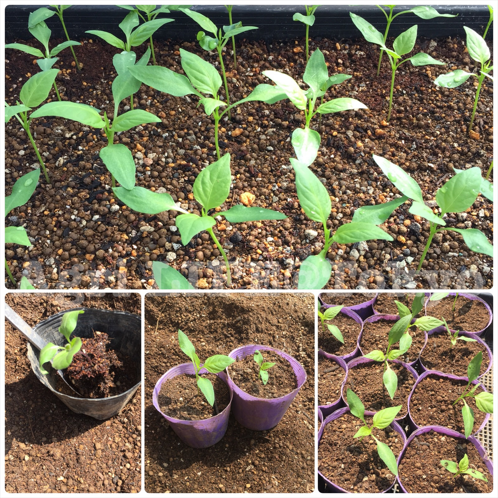 ピーマンの本葉がでてきたので ポット苗に 農悩toあぐりlife Tokyo