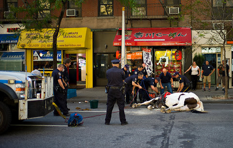 A carriage horse named Oreo lying on Ninth Avenue after being shot with a tranquilizer dart, minutes after he ran amok on Columbus Circle.
