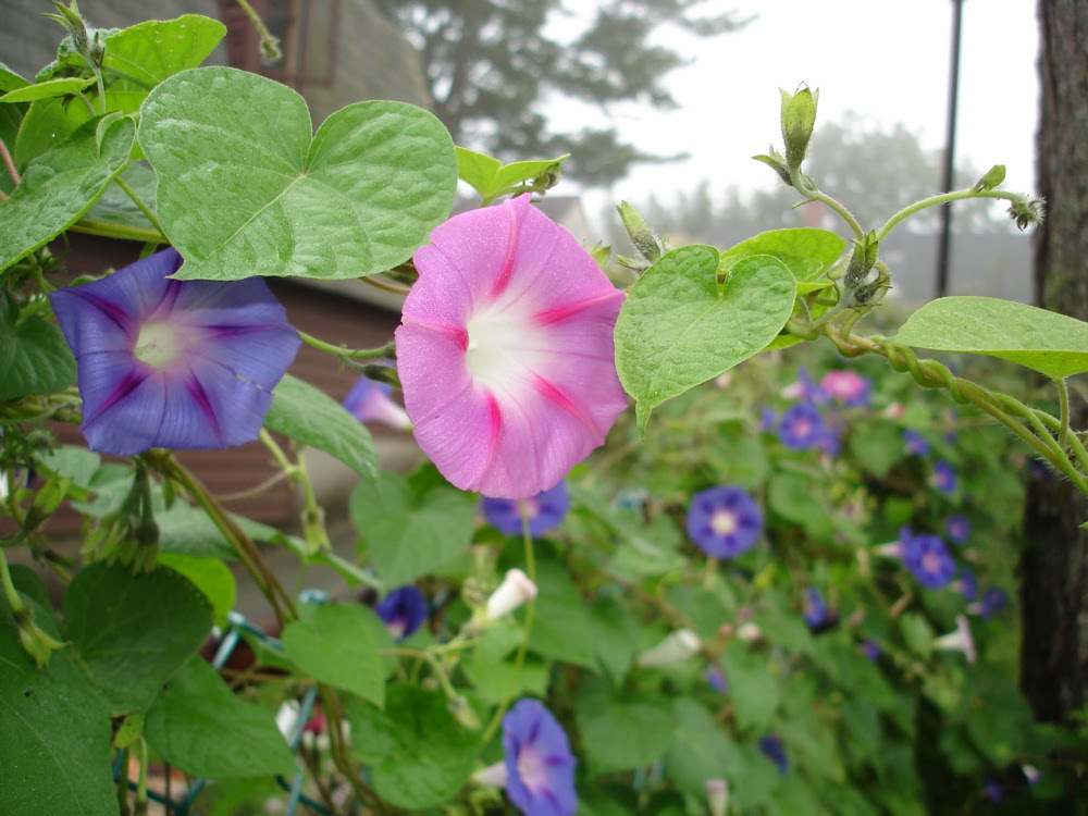Morning Glories