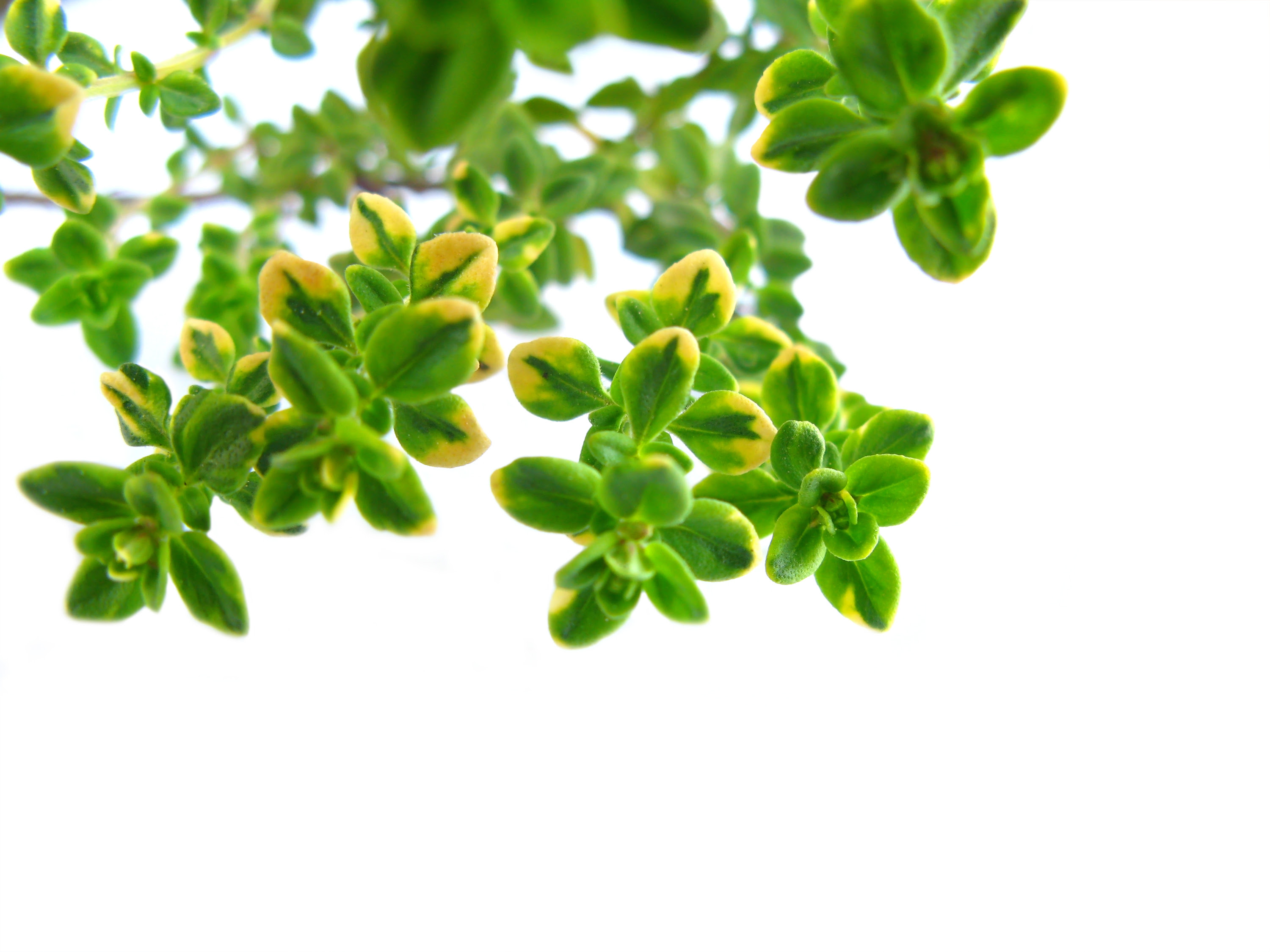Dr Oz: Nail Fungus Remedy with Thyme Oil - Pantry Spa