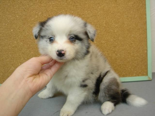 子犬出産情報 ボーダーコリー ペット通販のオレンジハウス ペットショップ兼ブリーダー