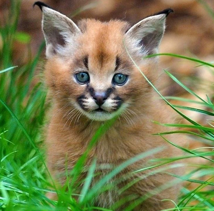 19 dos gatos mais caros de qualquer lugar do mundo