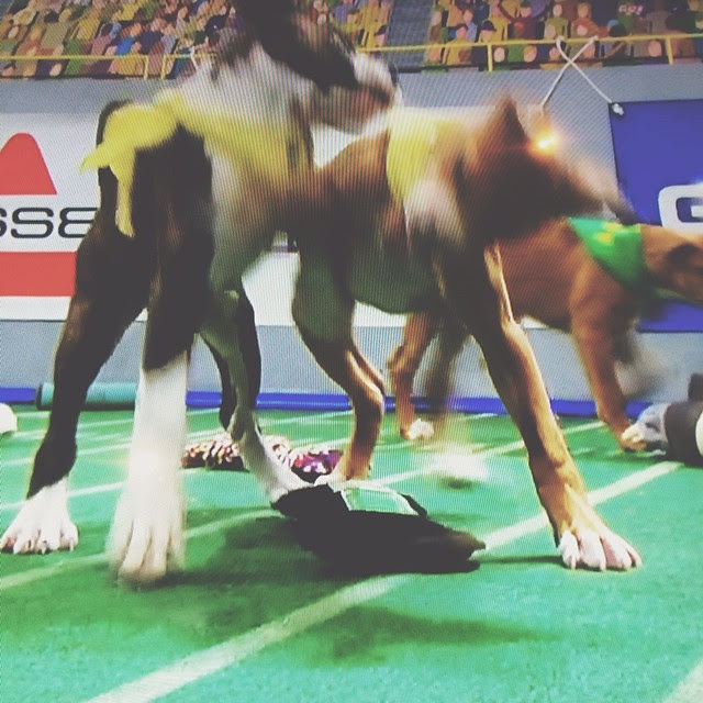 PUPPY BOWL XI, happening now at the taproom!