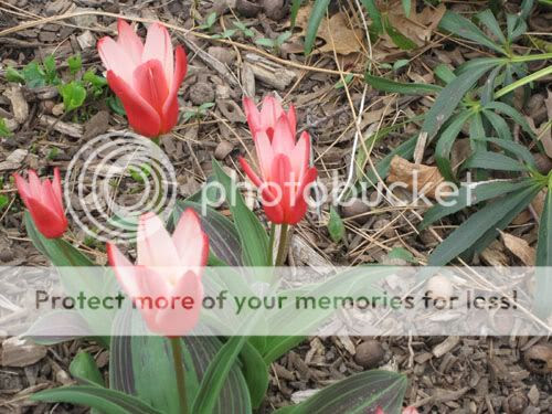 Tulip 1 april 2011