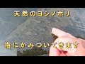 √70以上 ヨシノボリ メダカ 149778-ヨシノボリ 餌 メダカ
