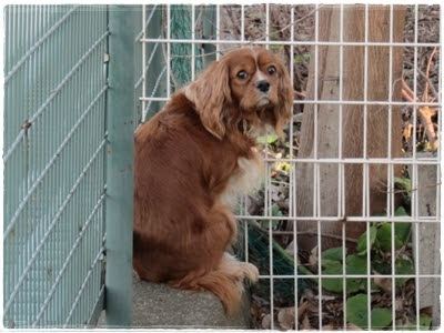 Sugar Trip 千葉県松戸市の迷子犬情報 見つかりました