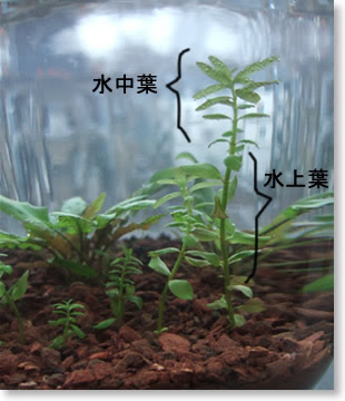 ロタラの水中化 サチポックの熱帯魚水槽情報記