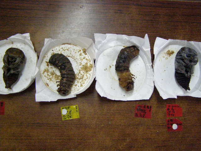 前蛹不全 蛹化不全 ようこそkepの広場へ