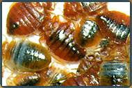 Bed Bugs in NJ | Bed Bugs Extermination NJ | Bed Bugs Pest Control NJ - Image