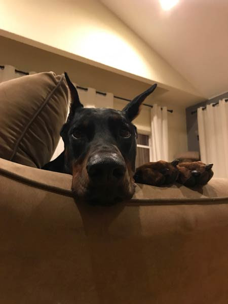 Duke Leaves A Memorable K 9 Paw Print On All Who Meet Him