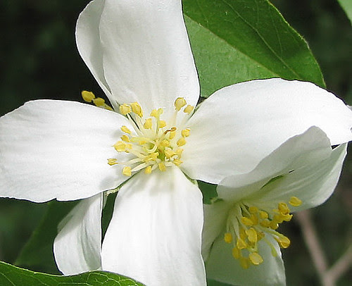 Syringa