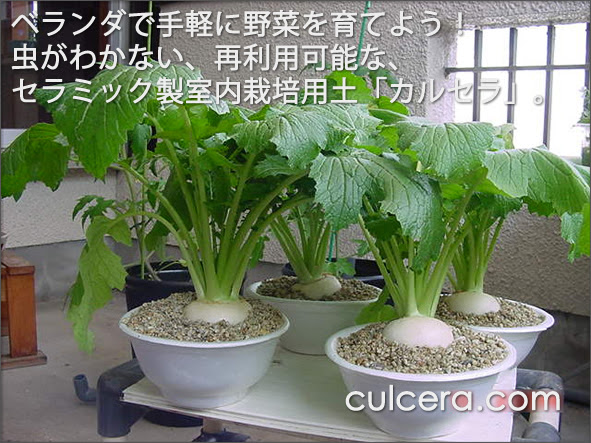 ベランダガーデニング ベランダ菜園 カルセラshop