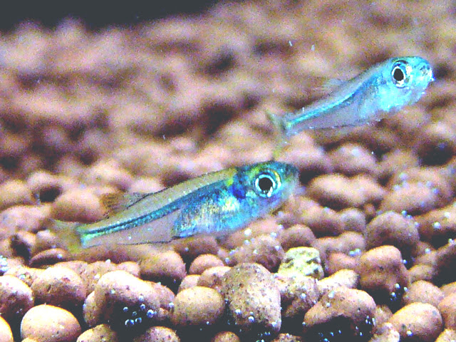 ちょっと いや かなり残念系美魚 ブルーテトラ 熱帯魚 アクアリウム情報マガジン