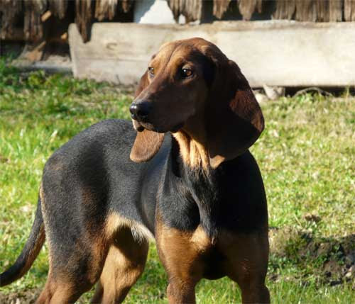 Sangliersnet Les Chiens