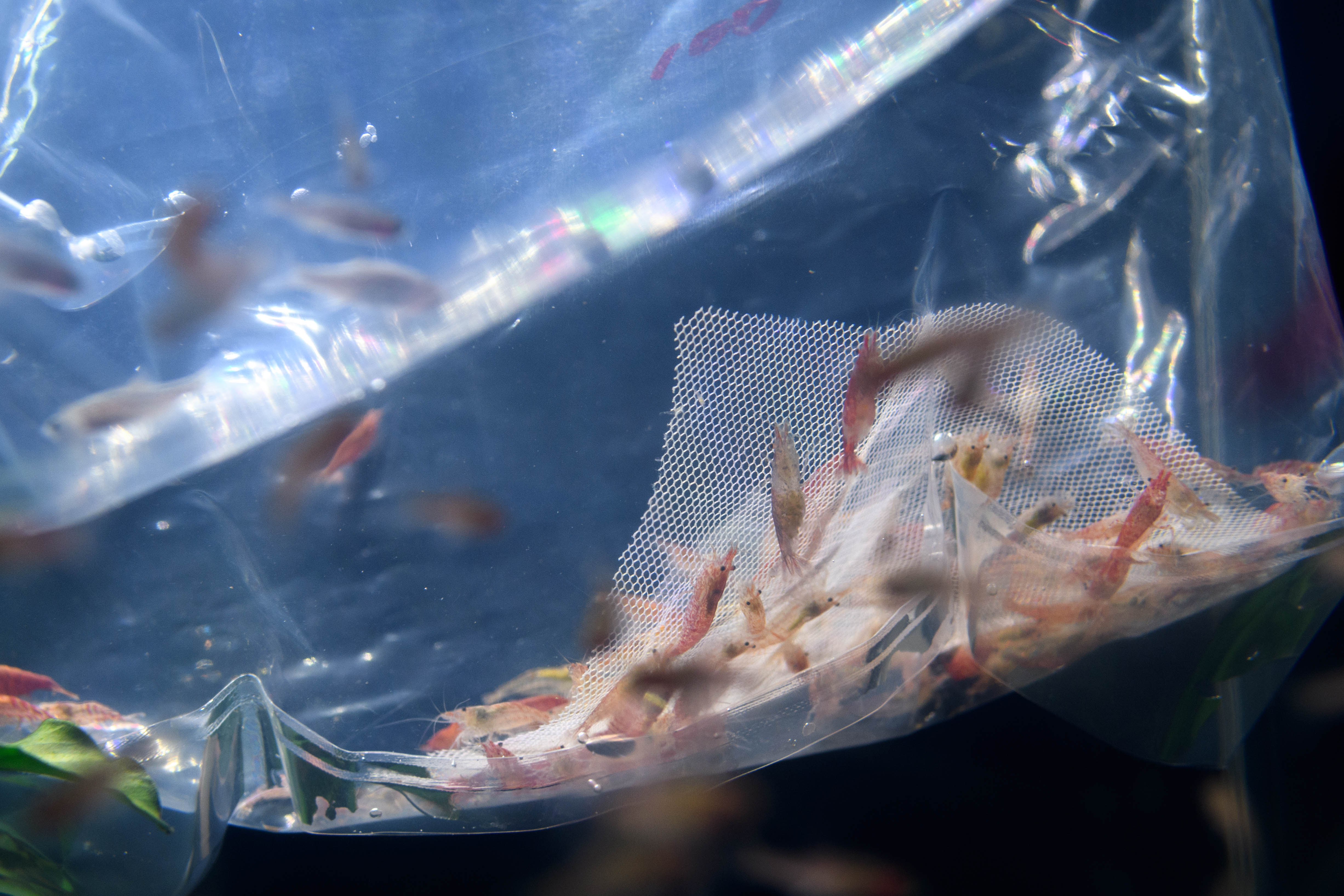 熱帯魚通販フォレストで生体を色々買った Freetimes