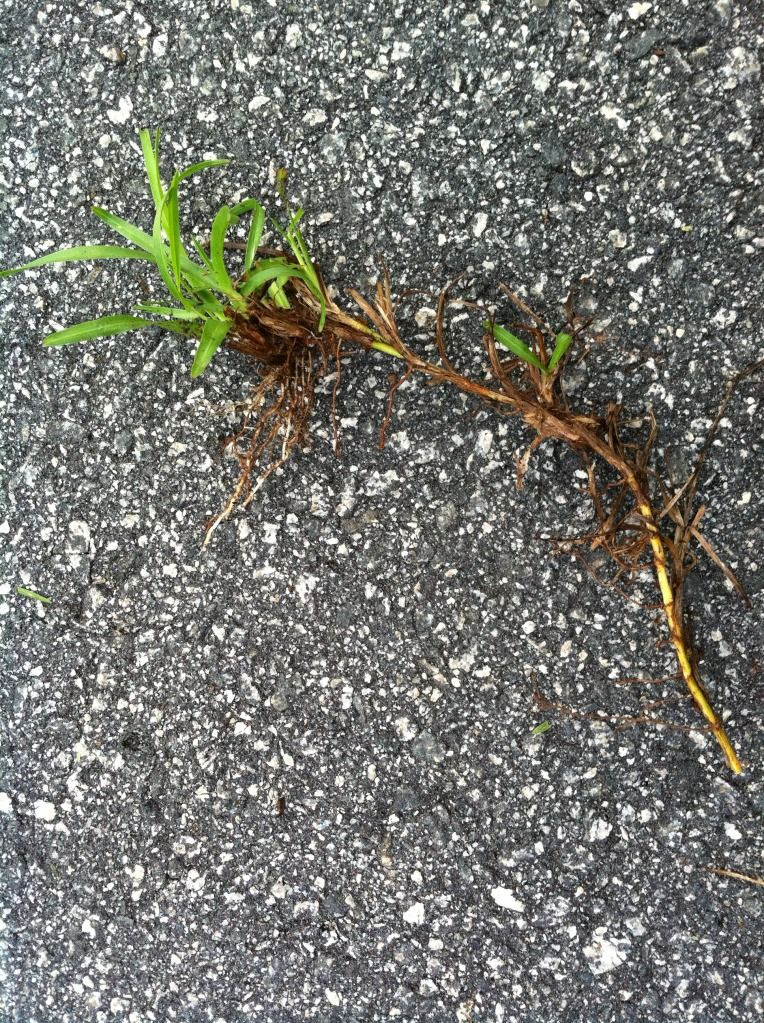 Grass Identification Help : Warm-season grasses
