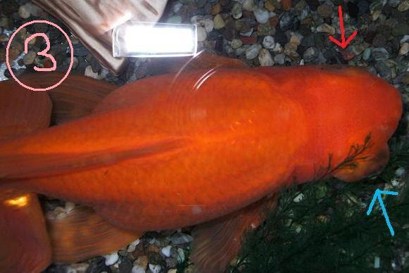 金魚 らんちゅう専門店 金魚一道 金魚ｑ ａ