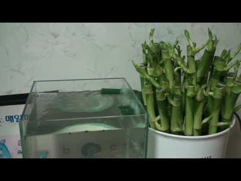 goldfish tank filter. Video About Goldfish Tank