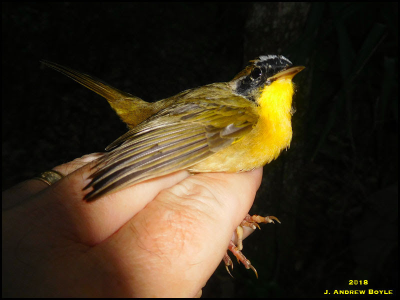 Common Yellowthroat