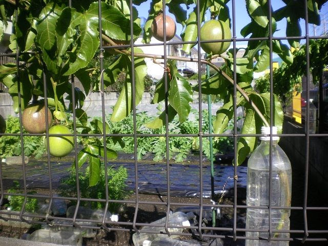 パッションフルーツが色付いてきた じいじの野菜づくり