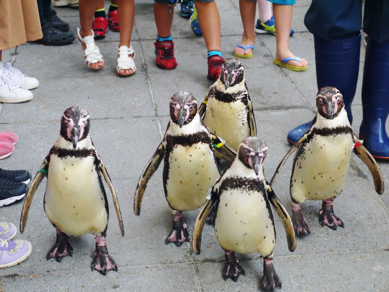温泉だけじゃない 城崎温泉一泊二日観光モデルコース 兵庫県 トラベルjp 旅行ガイド