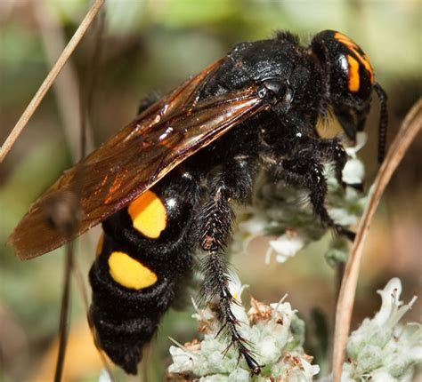 mammoth wasp  italy whats  bug