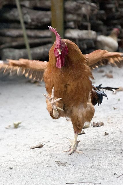 You put your right leg in and you shake it all about ........it reminds me my childhood, there was a yard with many roosters, hens and chicks.