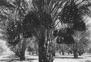 Gaya hidup sihat: Tips pemakanan kesihatan menurut 