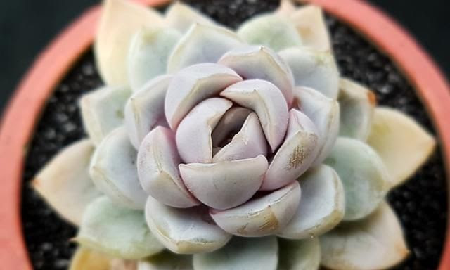 雪兔 非常乖巧的月影系多肉 叶片颜色可紫可白 夏季度夏无忧