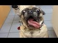 Funny Pictures With Animals