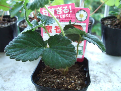 ベランダ菜園 ドルチェベリー