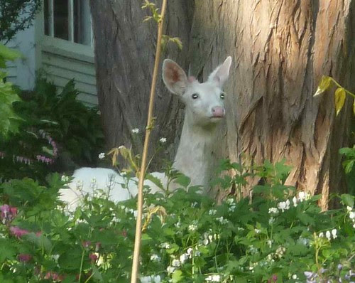 White deer in the yard