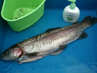 ニジマス釣り 釣り方 仕掛け 管理釣り場 入門 初心者のあなたへ