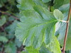 whitebeam