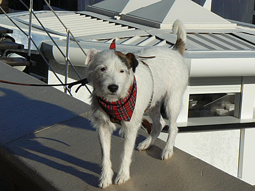 chien et bandana.jpg