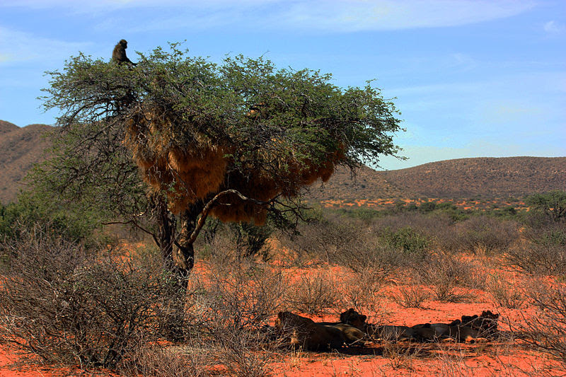 File:Lion and baboon 1.jpg