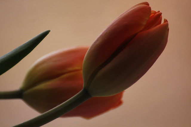 orange tulip2
