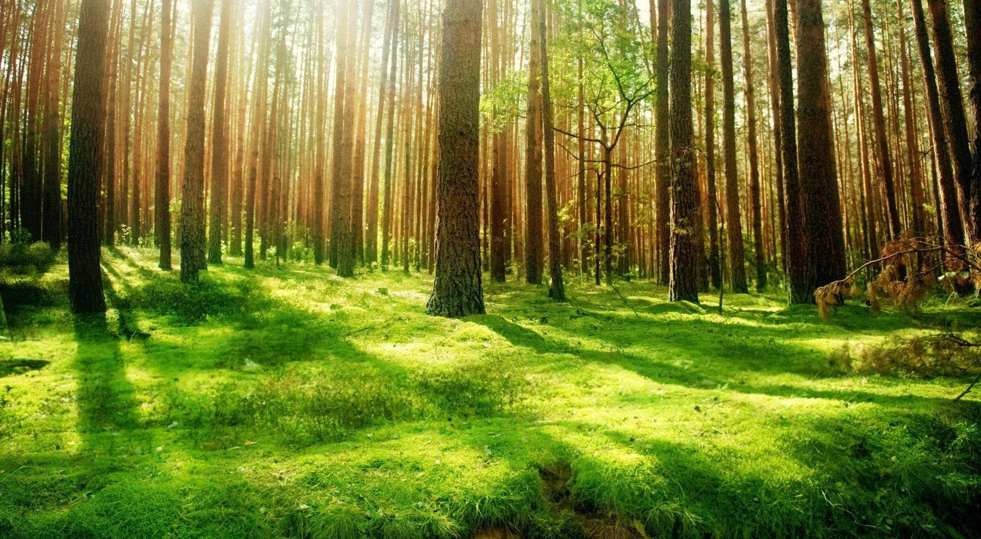 Gambar Wallpaper Pemandangan Hutan Kumpulan Wallpaper Gambar Wallpaper Pemandangan Hutan Kumpulan Wallpaper