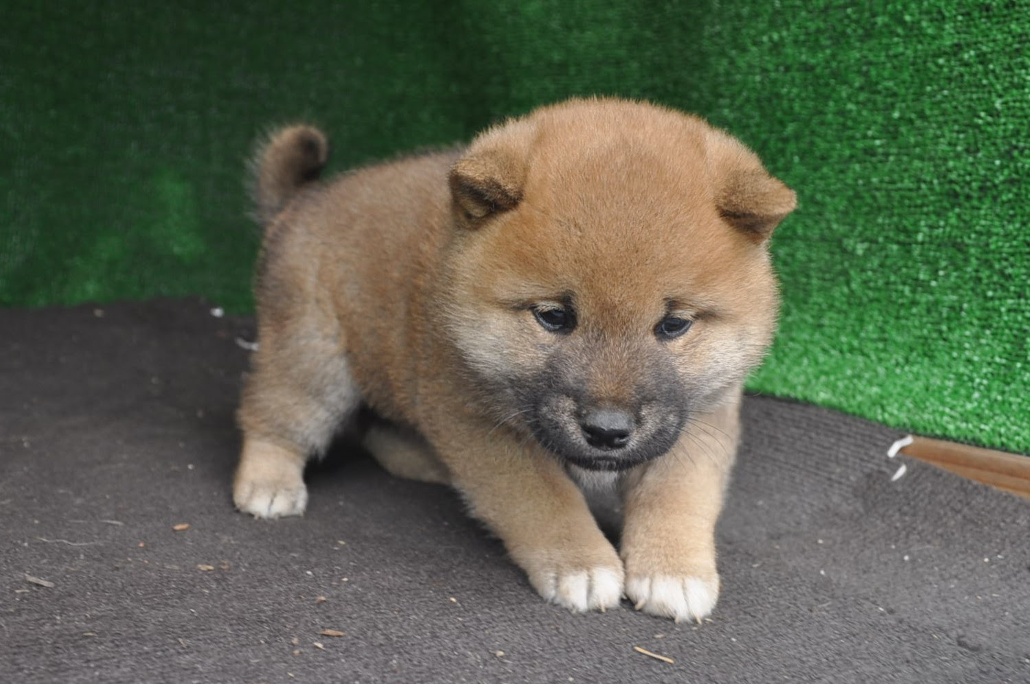 柴犬子犬販売 柴犬 子犬 販売 栃木那須発 柴犬 磐渓荘