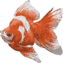 ペイントタッチきんぎょ No 4 リアル金魚のイラスト アイコン 条件付フリー素材集 スマホなど携帯電話対応