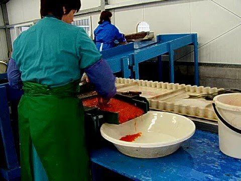 red caviar production, part 2 - красная икра на рыбзаводе, ч. 2