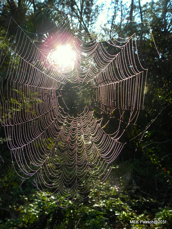 Spider Web