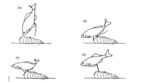 540 Jelaskan Perbedaan Osmoregulasi Pada Ikan Air Tawar Dan Ikan Air Laut HD Terbaru