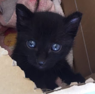 里親さん募集 猫の事務所 ねこちゃるブログ