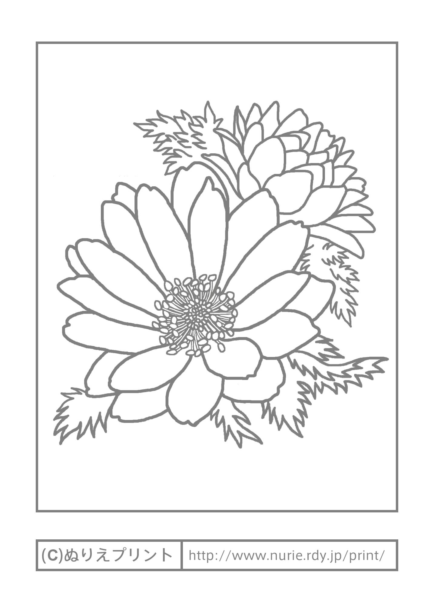フクジュソウ 主線 グレー 冬の花 無料塗り絵イラスト ぬりえプリント