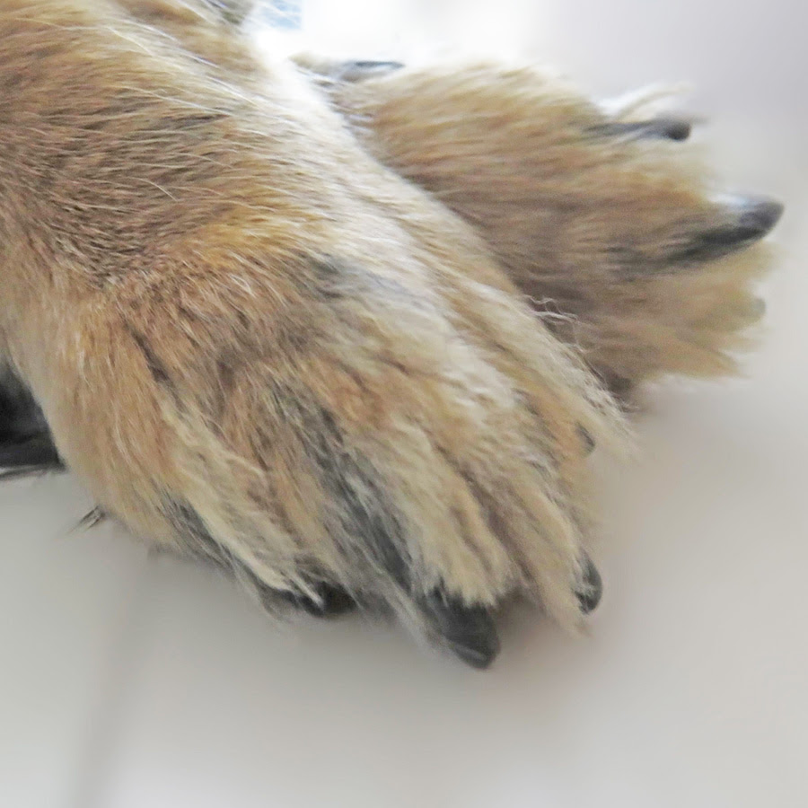 トリマー監修 犬が爪切りを嫌がる時の対処法8つ 原因を知って上手に爪切りしよう