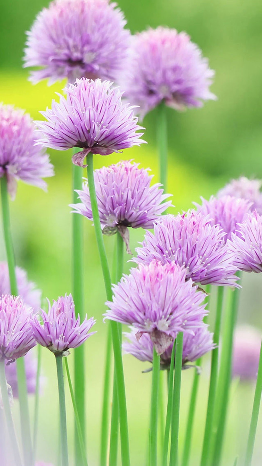 Nice Nature Wallpapers For Phone 36 Images